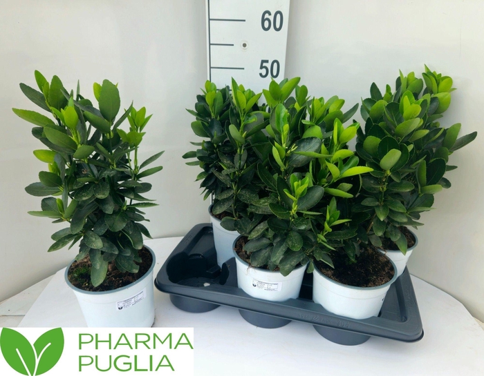 <h4>EUONYMUS JAP GR ROCK</h4>