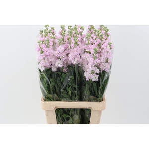 Matth Phantom Soft Pink
