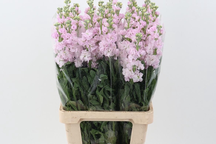 <h4>Matth Phantom Soft Pink</h4>