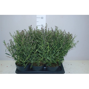 Verbena Bonariensis 'lollipop' P17