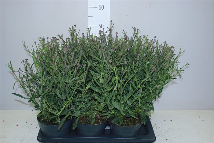 <h4>Verbena Bonariensis 'lollipop' P17</h4>