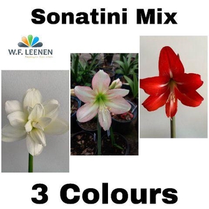Sonatini Mix 3 Colours 865