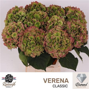 HYDR M VERENA CLASSIC
