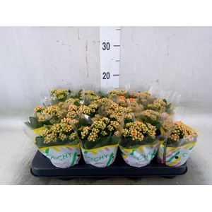Kalanchoe blos. 'Calandiva Weaver'