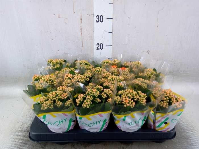 <h4>Kalanchoe blos. 'Calandiva Weaver'</h4>
