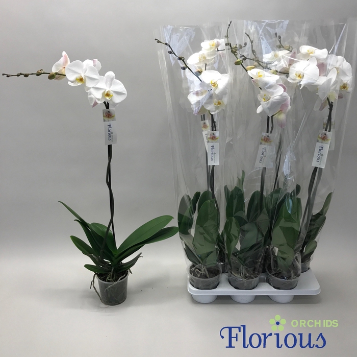 <h4>PHAL OV WIT</h4>