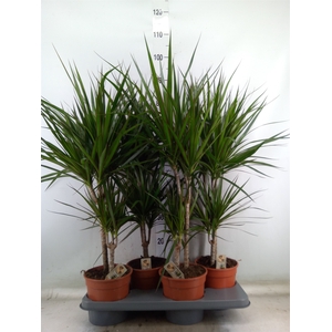 Dracaena marg.