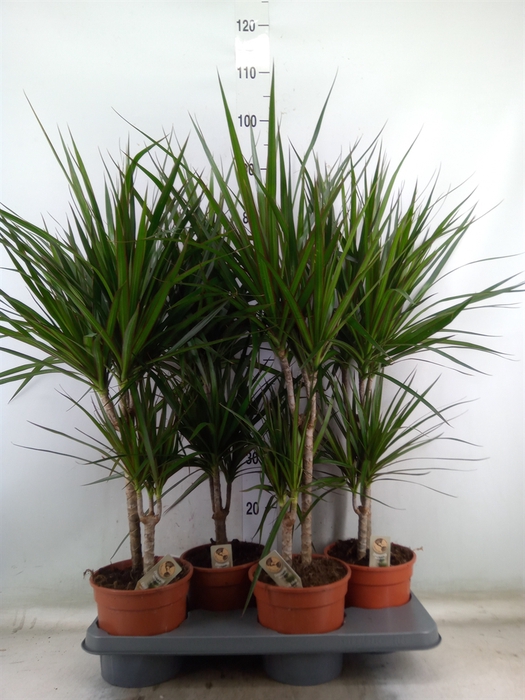 <h4>Dracaena marg.</h4>