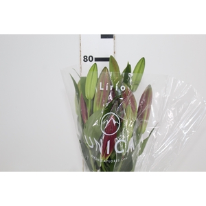 LIRIO TOUCHSTONE 080 CM HT 3/5 FLS