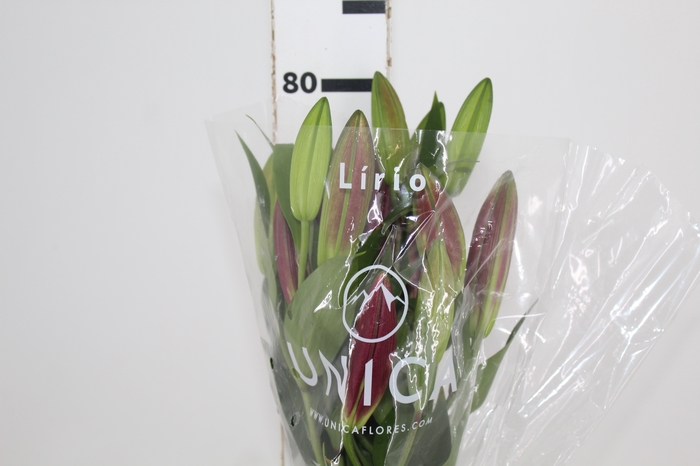 <h4>LIRIO TOUCHSTONE 080 CM HT 3/5 FLS</h4>