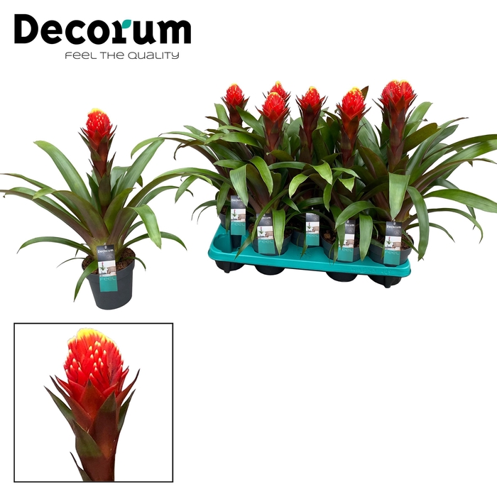 <h4>Guzmania Punta (Decorum)</h4>