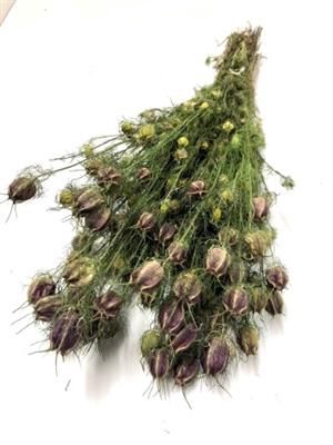 <h4>DROOG NIGELLA ROOD D</h4>