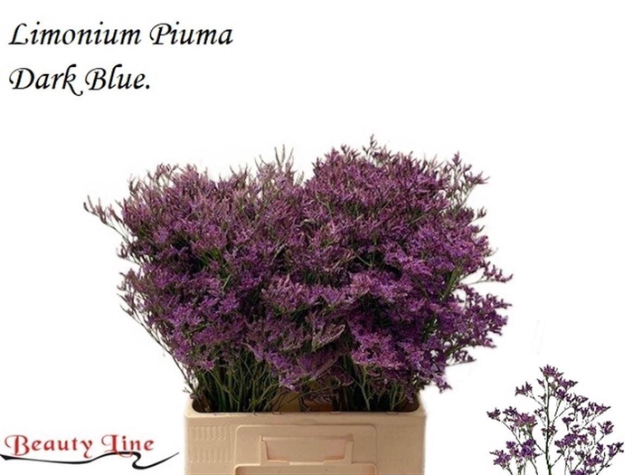 <h4>Lim Piuma Dark Blue</h4>