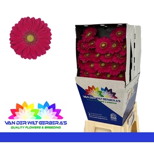 Germini Vivian Diamond