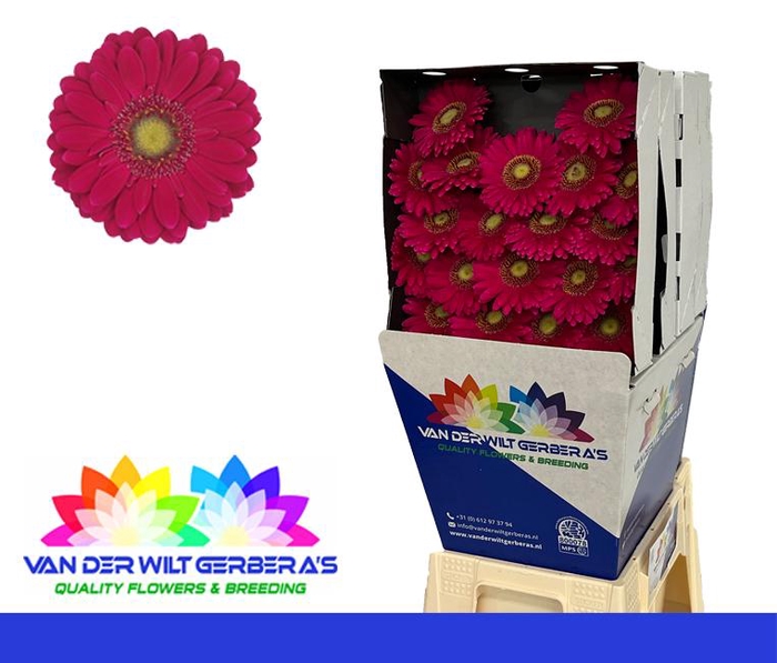 <h4>Germini Vivian Diamond</h4>