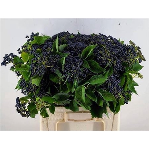 Vibur Dark Bl Herman