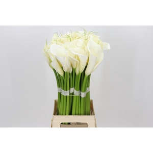 Zantedeschia Eydolls White