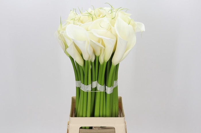 Zantedeschia Eydolls White