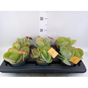Kalanchoe NF thyrsiflora