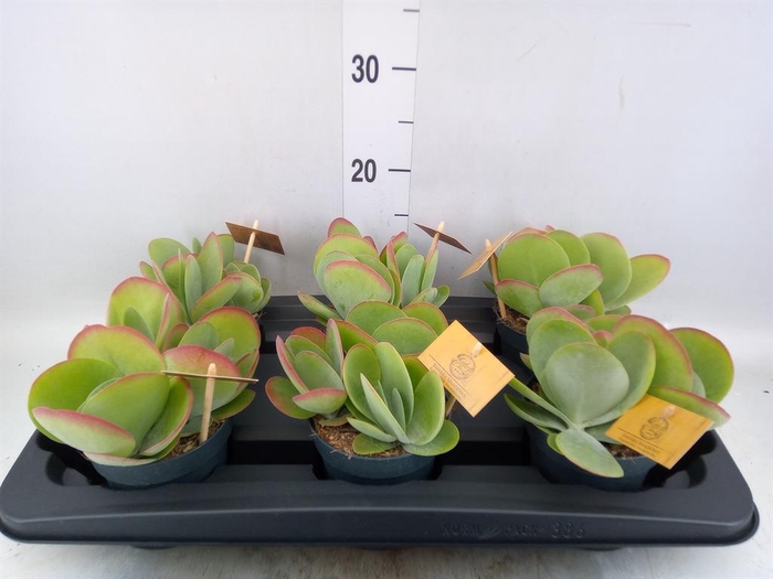 <h4>Kalanchoe NF thyrsiflora</h4>