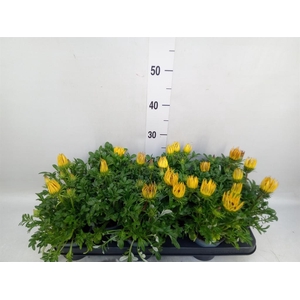 Gazania rig. 'Gazoo Clear Yellow'