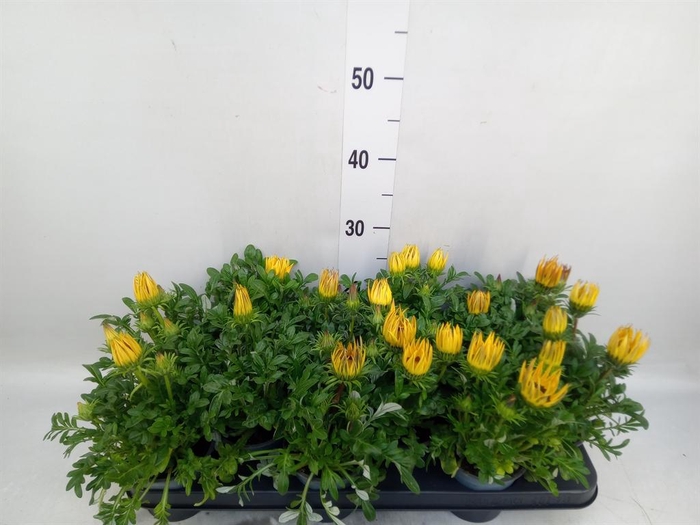 <h4>Gazania rig. 'Gazoo Clear Yellow'</h4>
