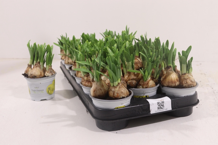 <h4>NARC O TETE A TETE</h4>