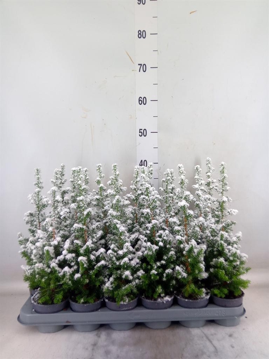 <h4>Chamaecyparis thyo. 'Top Point'</h4>