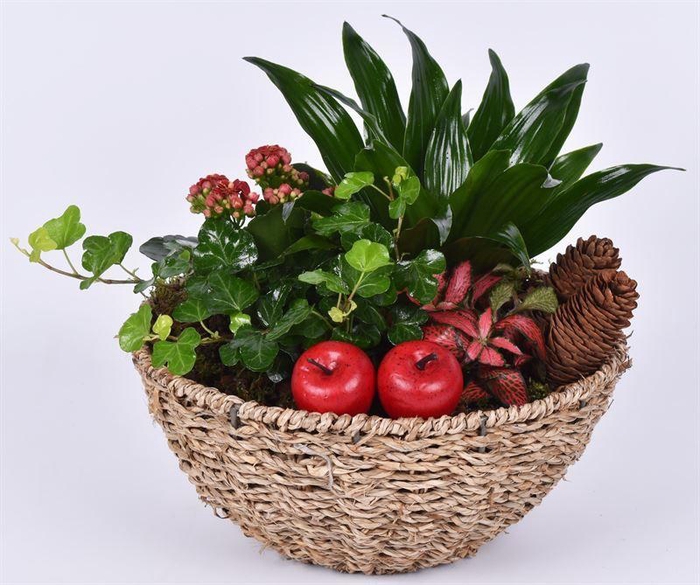 <h4>Touw schaal 24cm</h4>