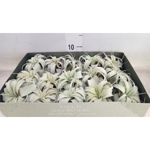 Tillandsia xerographica