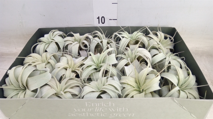 <h4>Tillandsia xerographica</h4>