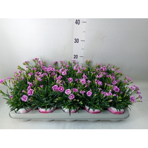 Dianthus  'Pink Kisses'