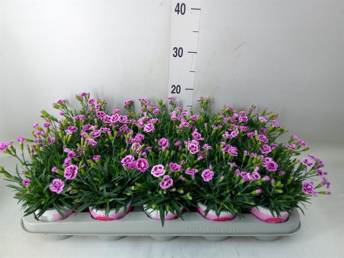 Dianthus  'Pink Kisses'