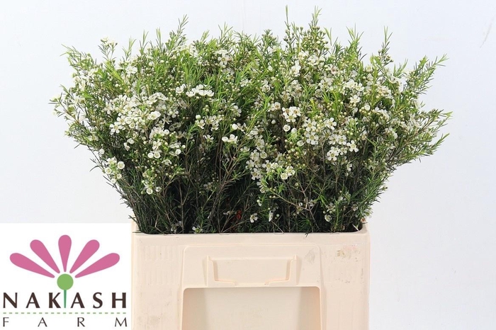 <h4>CHAME UN OFIR</h4>