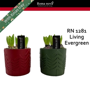 1281 - Living Evergreen (Hyacint)