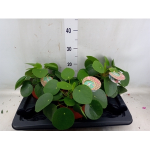 Pilea peperomoides