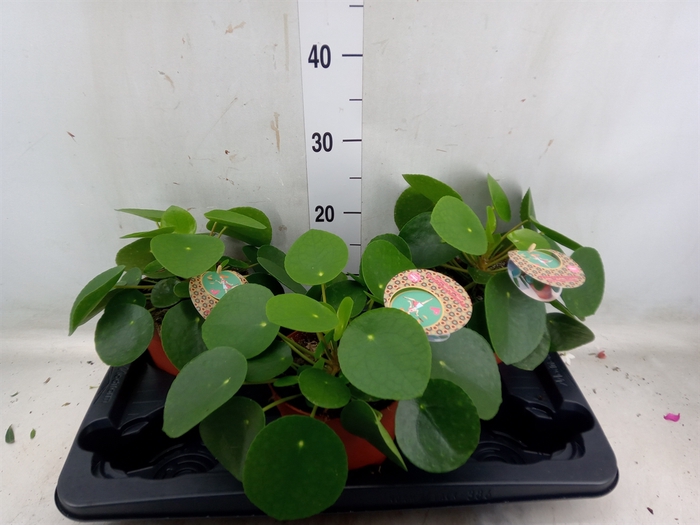 <h4>Pilea peperomoides</h4>