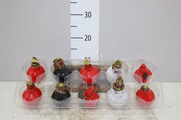 <h4>Hippeastrum Wax Mix Red White Black</h4>