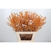 Ilex Golden Verboom