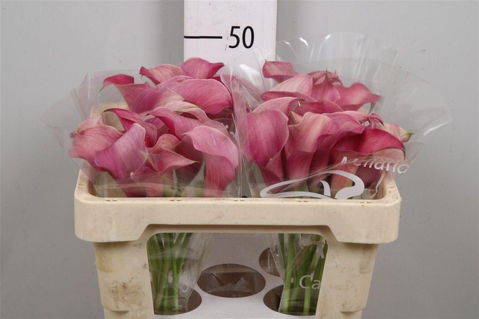 <h4>Zant Capt Romance</h4>