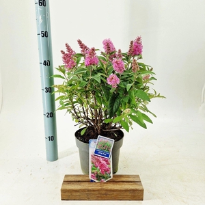 Buddleja Butterfly Candy Little Pin