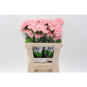 Di St Pink Doncel 50cm