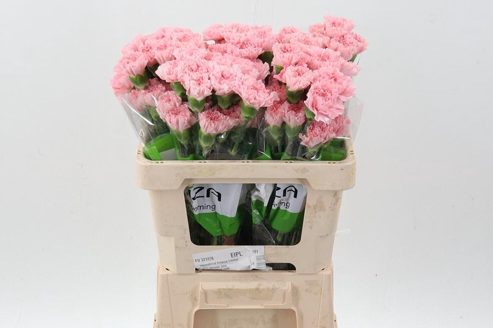 <h4>Di St Pink Doncel 50cm</h4>