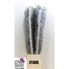 EUC CINEREA XL PER STEM