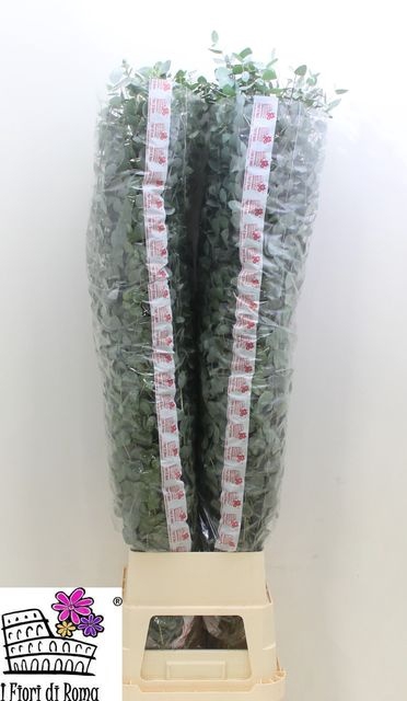 EUC CINEREA XL PER STEM