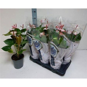 Anthu An Pr Am Elega 8+