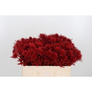 Eryn Supernova Kl Bh Rood