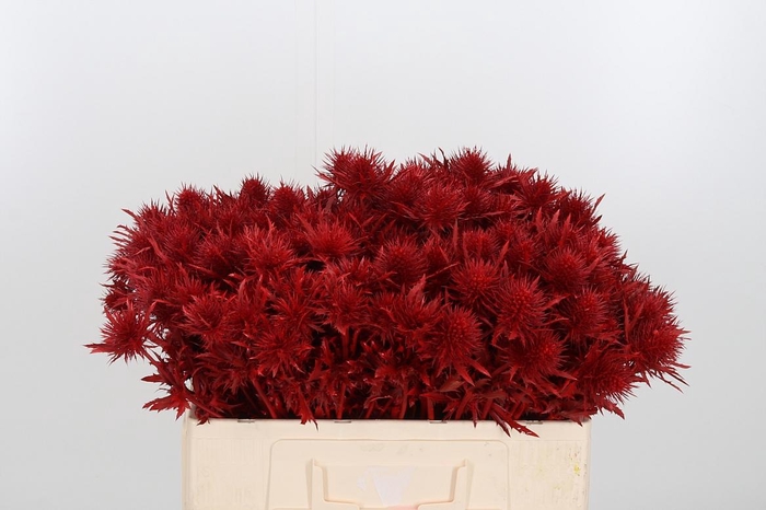 <h4>Eryn Supernova Kl Bh Rood</h4>