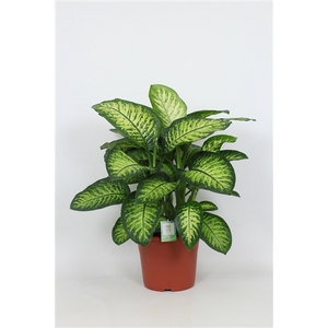 Purify Dieffenbachia Lemon Tropic 35 cm