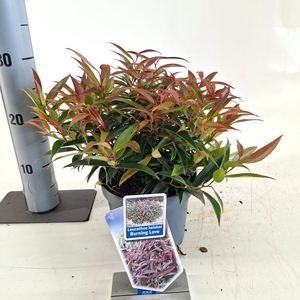 Leucothoë keiskei 'Burning Love'